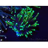 WYSIWYG Euphyllia glabrescens Nuclear Fusion (Mariculture acclimaté sous LED) 8L6