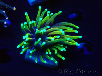 WYSIWYG Euphyllia glabrescens (Marikultur akklimatisiert unter LED)