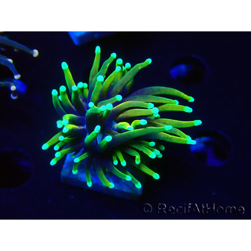WYSIWYG Euphyllia glabrescens (Mariculture acclimaté sous LED) 8L7