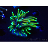 WYSIWYG Euphyllia glabrescens (Mariculture acclimaté sous LED) 8L7