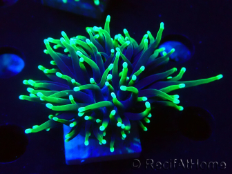 WYSIWYG Euphyllia glabrescens (Maricoltura acclimatata sotto LED) 8H7