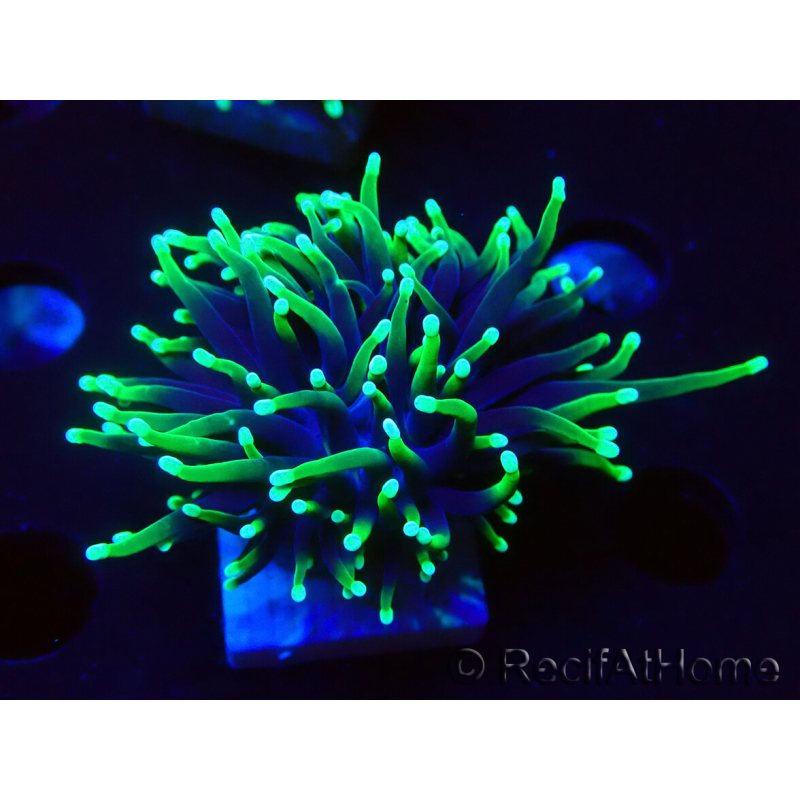WYSIWYG Euphyllia glabrescens (Maricultured and acclimated under LED) 8H7