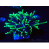 WYSIWYG Euphyllia glabrescens (Maricultured and acclimated under LED) 8H7