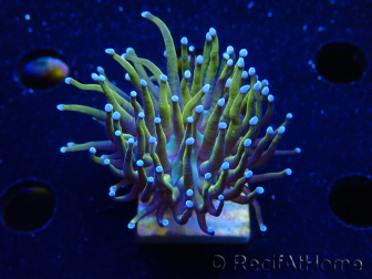 WYSIWYG Euphyllia glabrescens (Marikultur, akklimatisiert unter LED) 8A1