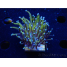WYSIWYG Euphyllia glabrescens (Marikultur, akklimatisiert unter LED) 8A1