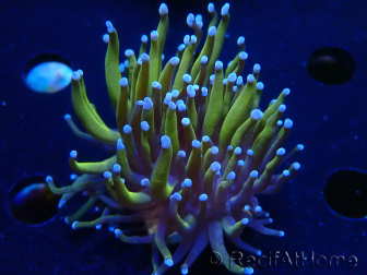 WYSIWYG Euphyllia glabrescens (Mariculture acclimaté sous LED) 8A2