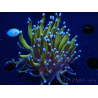 WYSIWYG Euphyllia glabrescens (Mariculture acclimated under LED) 8A2
