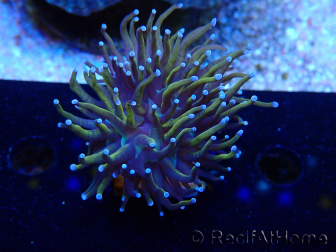 WYSIWYG Euphyllia glabrescens (Maricultura aclimatada bajo LED) 8A3