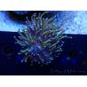 WYSIWYG Euphyllia glabrescens (Mariculture acclimaté sous LED) 8A3