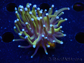 WYSIWYG Euphyllia glabrescens (Maricultura aclimatada bajo LED) 8A5