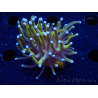 WYSIWYG Euphyllia glabrescens (Mariculture acclimaté sous LED) 8A5