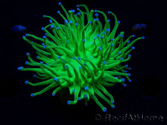WYSIWYG Euphyllia glabrescens (Maricultura aclimatada bajo LED) 8A6