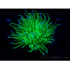 WYSIWYG Euphyllia glabrescens (Mariculture acclimated under LED) 8A6