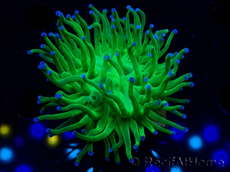 WYSIWYG Euphyllia glabrescens (Marikultur unter LED akklimatisiert) 8M1