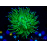 WYSIWYG Euphyllia glabrescens (Mariculture acclimated under LED) 8M1