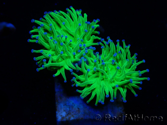 WYSIWYG Euphyllia glabrescens (Marikultur, akklimatisiert unter LED) 8M2