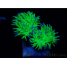WYSIWYG Euphyllia glabrescens (Marikultur, akklimatisiert unter LED) 8M2