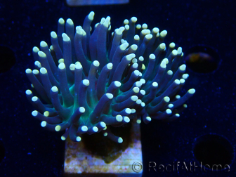 WYSIWYG Euphyllia glabrescens (Marikultur akklimatisiert unter LED) 8B2