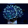 WYSIWYG Euphyllia glabrescens (Marikultur akklimatisiert unter LED) 8B2