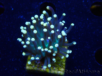 WYSIWYG Euphyllia glabrescens (Mariculture acclimaté sous LED) 8B4