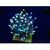 WYSIWYG Euphyllia glabrescens (Maricultura aclimatada bajo LED) 8B4