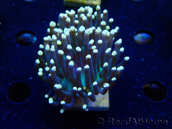 WYSIWYG Euphyllia glabrescens (Mariculture acclimaté sous LED) 8B5