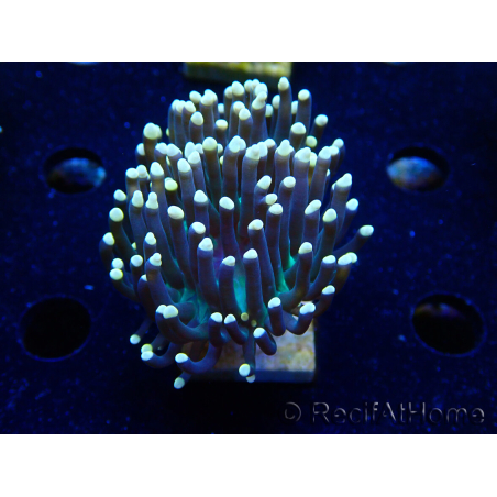 WYSIWYG Euphyllia glabrescens (Mariculture acclimated under LED) 8B5
