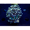 WYSIWYG Euphyllia glabrescens (Mariculture acclimaté sous LED) 8B5