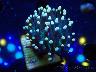 WYSIWYG Euphyllia glabrescens (Marikultur akklimatisiert unter LED) 8B6