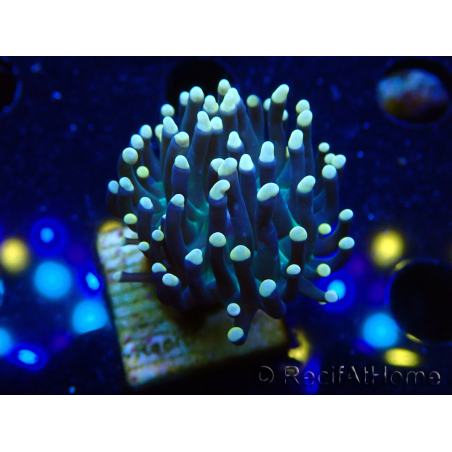 WYSIWYG Euphyllia glabrescens (Maricultura aclimatada bajo LED) 8B6