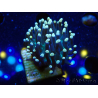 WYSIWYG Euphyllia glabrescens (Mariculture acclimated under LED) 8B6