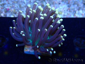 WYSIWYG Euphyllia glabrescens (Marikultur akklimatisiert unter LED) 8M3