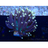 WYSIWYG Euphyllia glabrescens (Mariculture acclimated under LED) 8M3