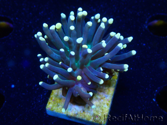 WYSIWYG Euphyllia glabrescens (Mariculture acclimated under LED) 8M4