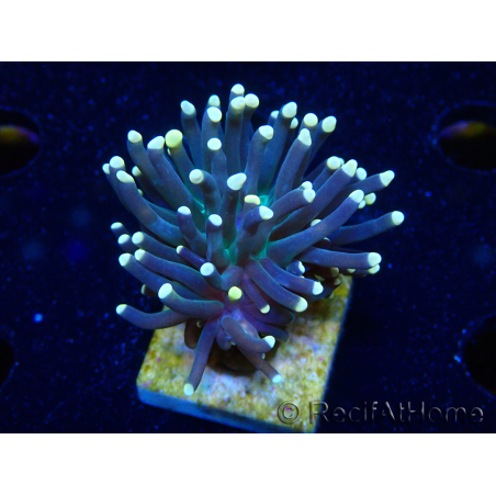 WYSIWYG Euphyllia glabrescens (Maricoltura acclimatata sotto LED) 8M4