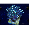WYSIWYG Euphyllia glabrescens (Mariculture acclimaté sous LED) 8B8