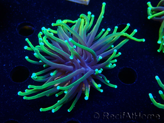 WYSIWYG Euphyllia glabrescens (Mariculture acclimaté sous LED) 8C1