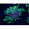 WYSIWYG Euphyllia glabrescens (Mariculture acclimaté sous LED) 8C1