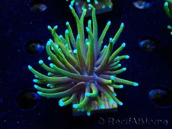 WYSIWYG Euphyllia glabrescens (Mariculture acclimaté sous LED) 8C3