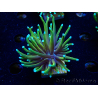 WYSIWYG Euphyllia glabrescens (Maricultura aclimatada bajo LED) 8C3