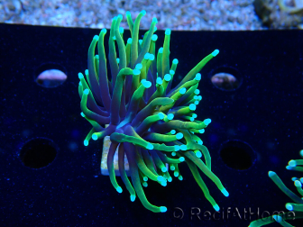 WYSIWYG Euphyllia glabrescens (Marikultur, akklimatisiert unter LED) 8C4