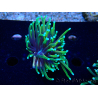 WYSIWYG Euphyllia glabrescens (Maricultura aclimatada bajo LED) 8C4