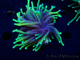 WYSIWYG Euphyllia glabrescens (Marikultur, akklimatisiert unter LED) 8M5