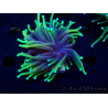 WYSIWYG Euphyllia glabrescens (Mariculture acclimaté sous LED) 8M5