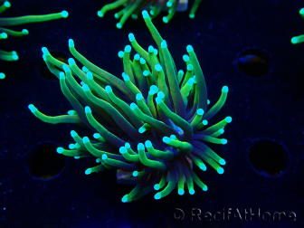 WYSIWYG Euphyllia glabrescens Nuclear Fusion (Mariculture acclimaté sous LED) 8C8