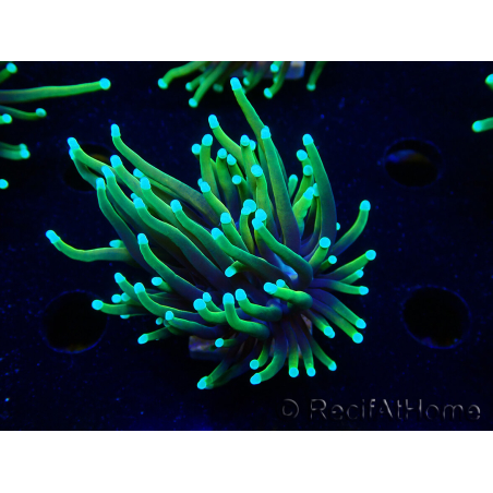 WYSIWYG Euphyllia glabrescens (Marikultur, an LED angepasst) 8M6