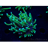 WYSIWYG Euphyllia glabrescens Nuclear Fusion (Mariculture acclimaté sous LED) 8C8