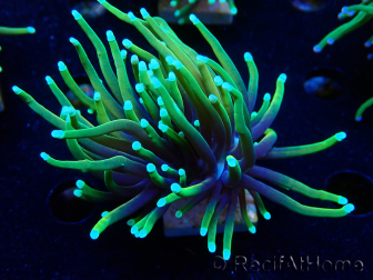 WYSIWYG Euphyllia glabrescens (Mariculture acclimaté sous LED) 8D2