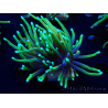 WYSIWYG Euphyllia glabrescens (Marikultur, akklimatisiert unter LED) 8D2