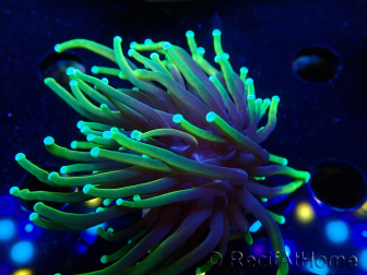 WYSIWYG Euphyllia glabrescens (Mariculture acclimaté sous LED) 8D3